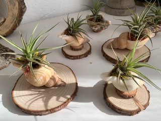Decoración con planta de aire en concha
