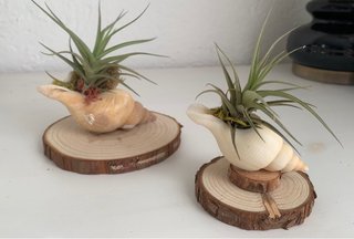Decoración con planta de aire en concha