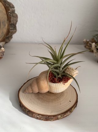 Decoración con planta de aire en concha