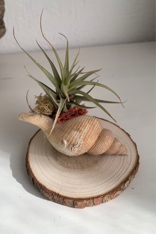 Decoración con planta de aire en concha