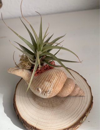 Decoración con planta de aire en concha