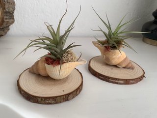Decoración con planta de aire en concha