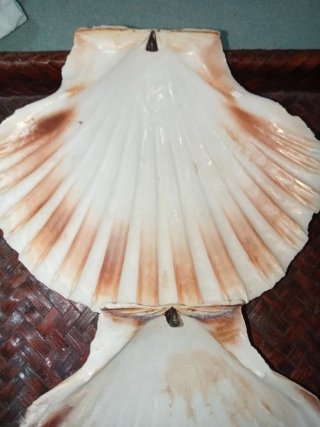 Conchiglie Capesante e Ostriche