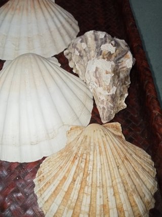 Conchiglie Capesante e Ostriche