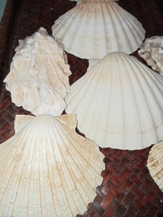 Conchiglie Capesante e Ostriche