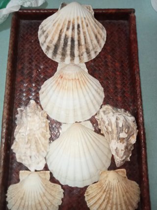 Conchiglie Capesante e Ostriche