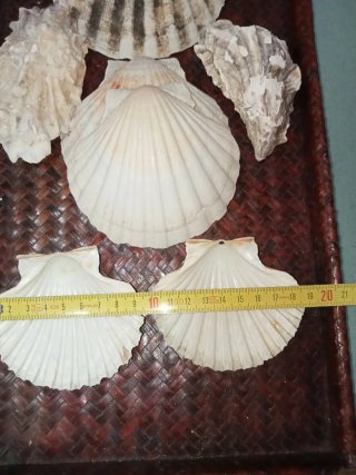 Conchiglie Capesante e Ostriche