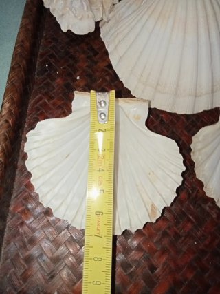 Conchiglie Capesante e Ostriche