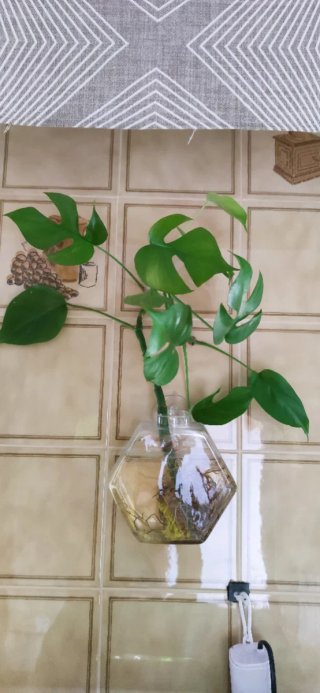 Planta Monstera