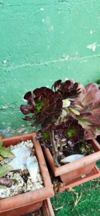 Planta suculenta Aeonium negro