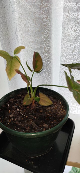 Planta de interior syngoium Pink