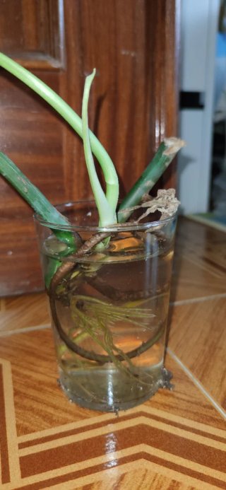 Monstera Albo Variegada esqueje
