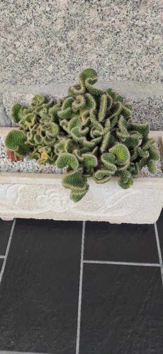 Planta suculenta rizada