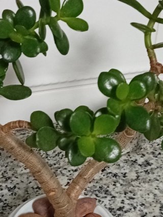 Bonsái Jade en porcelana Santa Clara (Vintage)
