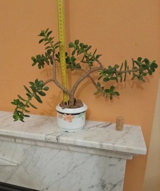 Bonsái Jade en porcelana Santa Clara (Vintage)