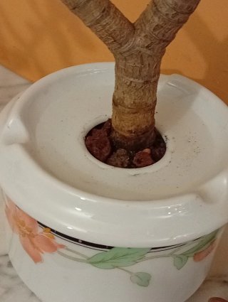 Bonsái Jade en porcelana Santa Clara (Vintage)