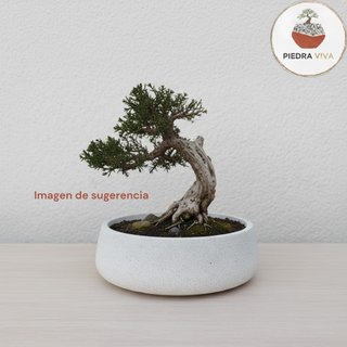 Macetero/maceta/nórdico/japandi/minimalista/bonsai