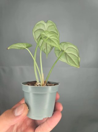 Alocasia "Dragon Scale"
