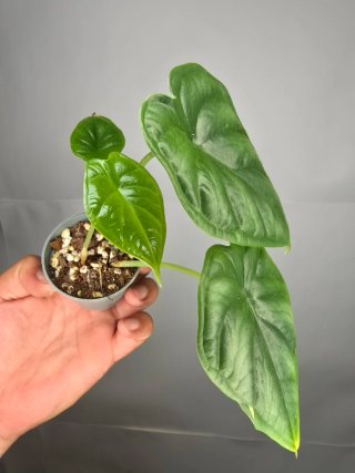 Alocasia "Dragon Scale"