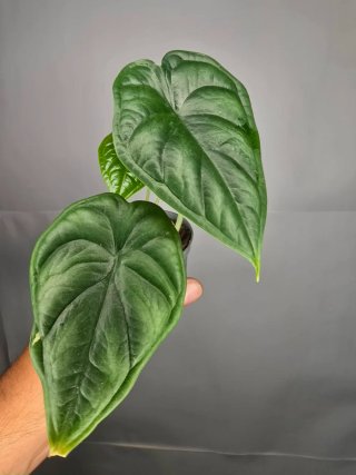 Alocasia "Dragon Scale"