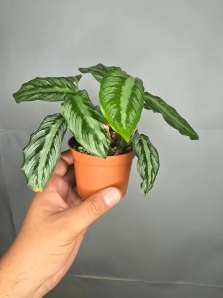 Calathea "(Goeppertia undulata x fucata)"