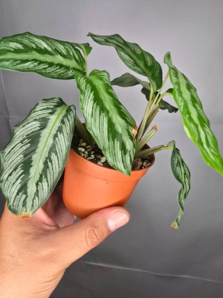 Calathea "(Goeppertia undulata x fucata)"