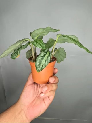Calathea "(Goeppertia undulata x fucata)"