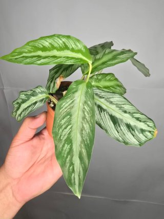 Calathea "(Goeppertia undulata x fucata)"