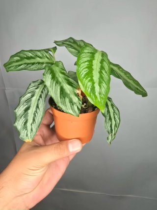 Calathea "(Goeppertia undulata x fucata)"