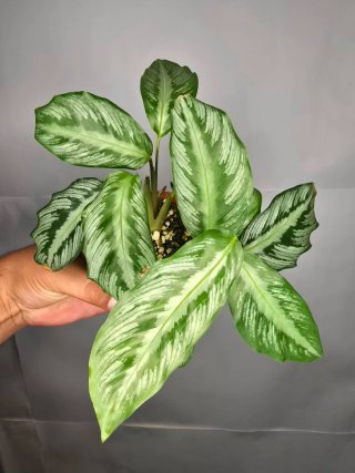 Calathea "(Goeppertia undulata x fucata)"