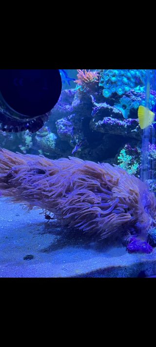 Decoración acuario marino piedra