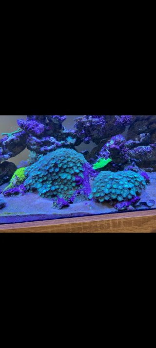 Decoración acuario marino piedra