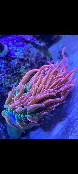 Decoración acuario marino piedra