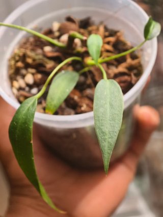 Anthurium Wendlingeri