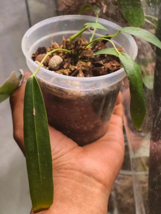 Anthurium Wendlingeri