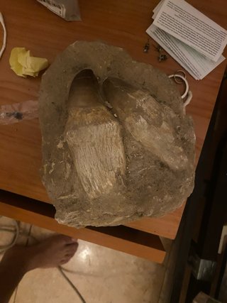 Dos dientes de mosasaurio en matriz
