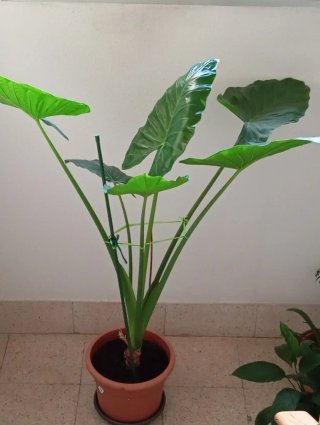 Planta de interior con hojas grandes