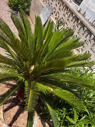 Cycas revoluta planta