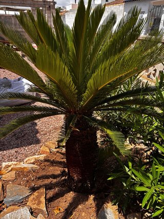 Cycas revoluta planta