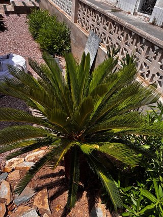 Cycas revoluta planta