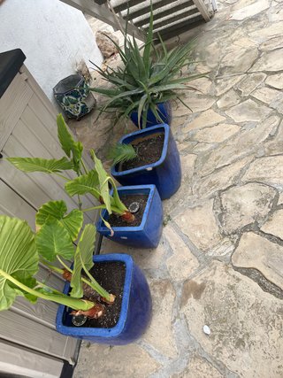 Jarrones azules de cerámica