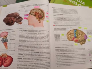Biología y Geología 3 ESO :Volumen :Las persona...