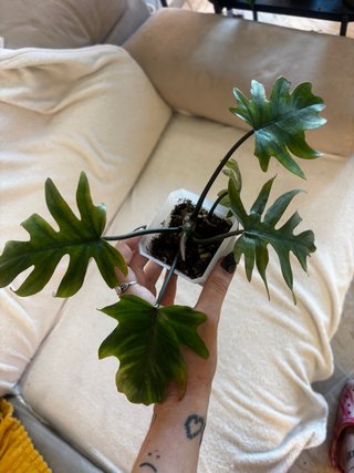 Philodendron Mayoi