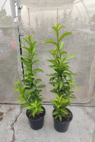 Dama de Noche - Planta Aromática