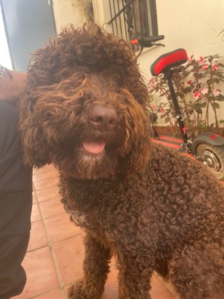 Cuidador de mascotas en Chipiona