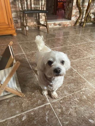Cuidador de mascotas en Chipiona