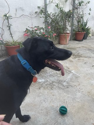 Cuidador de mascotas en Chipiona