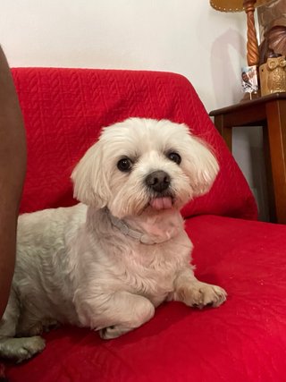 Cuidador de mascotas en Chipiona