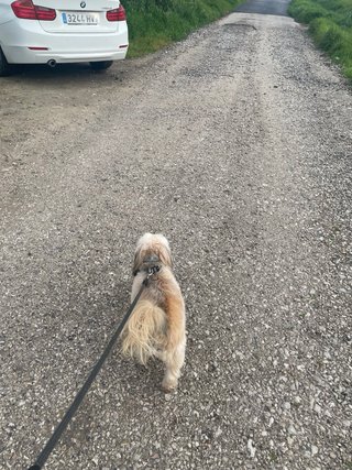 Cuidador de mascotas en Chipiona