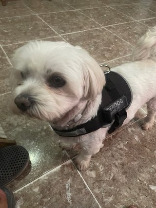 Cuidador de mascotas en Chipiona
